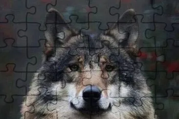 wolf jigsaw puzzle