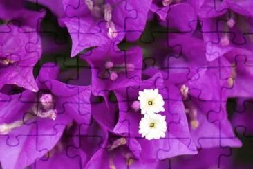 Vibrant Magenta Bougainvillea