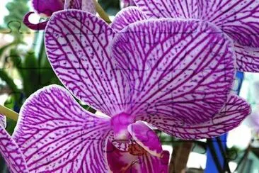 Gorgeous Stripped Orchid