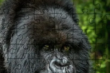 Great Ape jigsaw puzzle