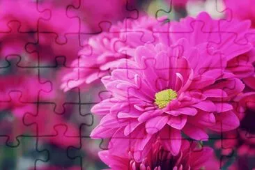flowers jigsaw puzzle