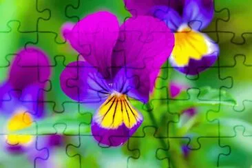 flowers jigsaw puzzle