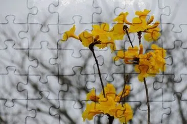 Ipê amarelo jigsaw puzzle