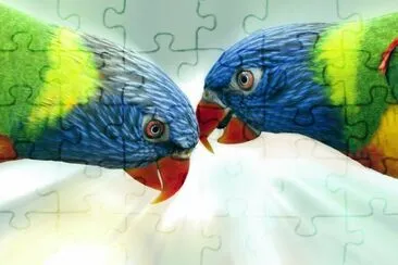 Animales,Aves