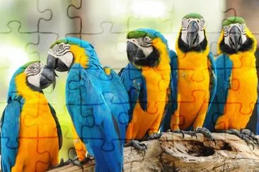 Guacamayos Azul Y Amarillo jigsaw puzzle