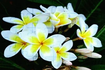 Tierra-Naturaleza.Frangipani