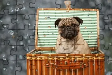פאזל של Animales-Pug .