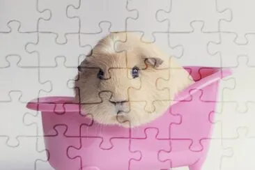 Animales- Cavia Porcellus. jigsaw puzzle