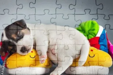 Fotografico-Cachorro jigsaw puzzle