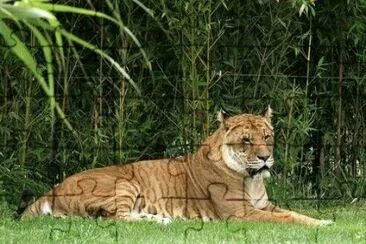tigre 2 jigsaw puzzle