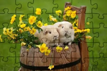 Animales-Cavia Porcellus... jigsaw puzzle