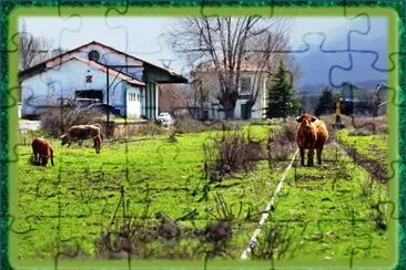 VILLARCAYO (BURGOS)  VACAS PASTANDO
