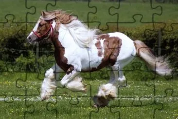 Caballo jigsaw puzzle