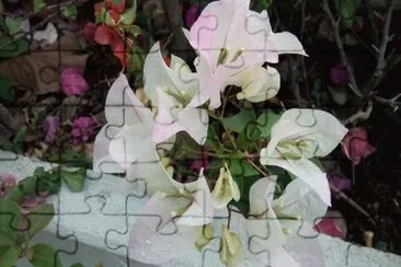 פאזל של flores