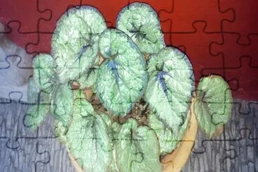 hojas jigsaw puzzle