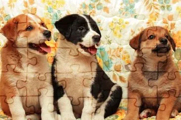 Animales,Cachorros.jpg