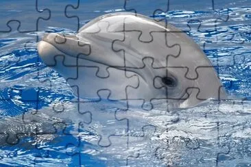 Animales-Delfin.jpg jigsaw puzzle