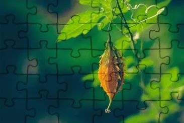 Melão de São Caetano jigsaw puzzle