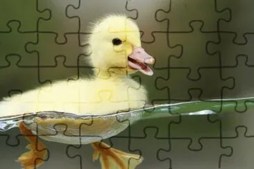 Fotografico-Patito.jpg jigsaw puzzle