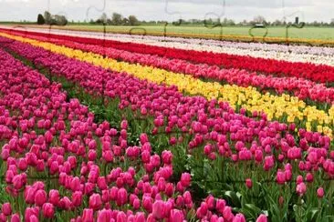 flowers jigsaw puzzle