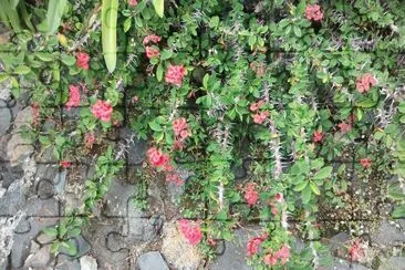 flores jigsaw puzzle