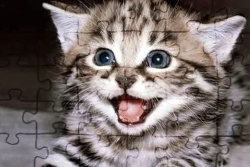 å°çŒ«