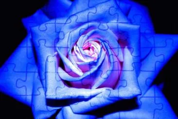 blu rose jigsaw puzzle
