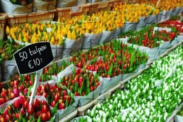 tulip jigsaw puzzle