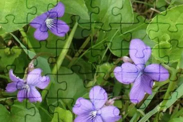 Wild violets jigsaw puzzle