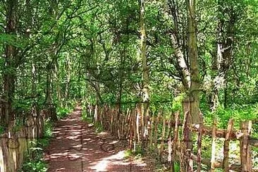 High Park Wood