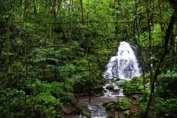 Reserva YabotÃ­. Misiones. Argentina jigsaw puzzle