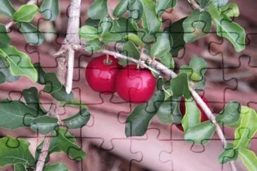 Acerola jigsaw puzzle