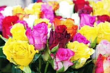 rose