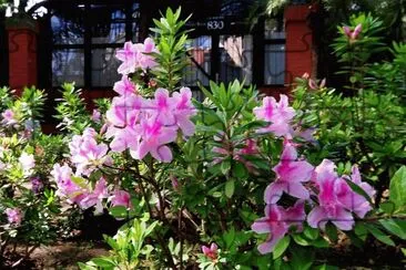 azalea