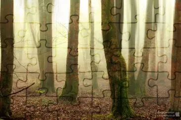 The memory of Leaves