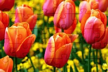 tulip