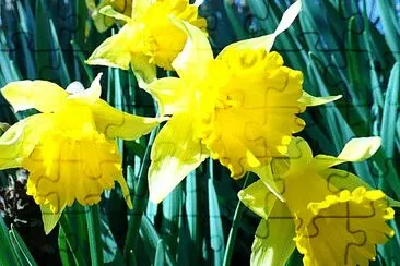 Small daffodils2 jigsaw puzzle