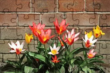 Color- Colorido, flora.jpg