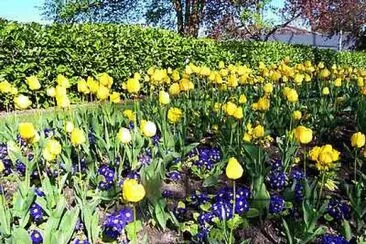 Spring Flowers jigsaw puzzle