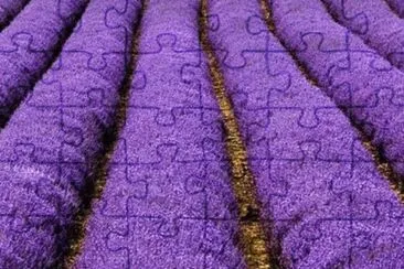 Rows of Lavender jigsaw puzzle