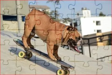 PERRO PATINADOR
