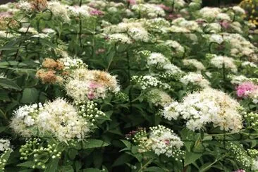 Fleurs jigsaw puzzle