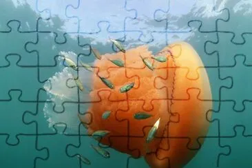 Fotografico-Medusa.jpg jigsaw puzzle