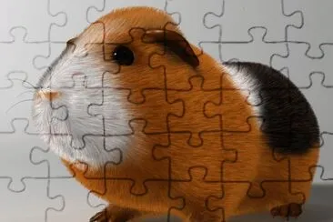 Animales-Cavia Porcellus.jpg jigsaw puzzle