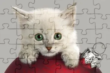 Animales-Gatito.jpg