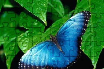 Azul-Mariposa.jpg jigsaw puzzle
