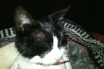 Lovecat 333 jigsaw puzzle