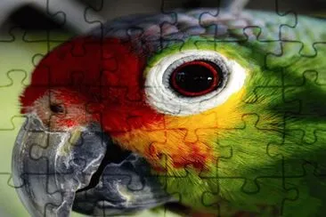 Loro- Ave,  Animales. jigsaw puzzle