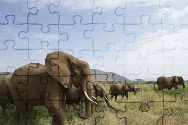 animal 1