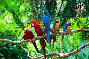 bird 1 jigsaw puzzle